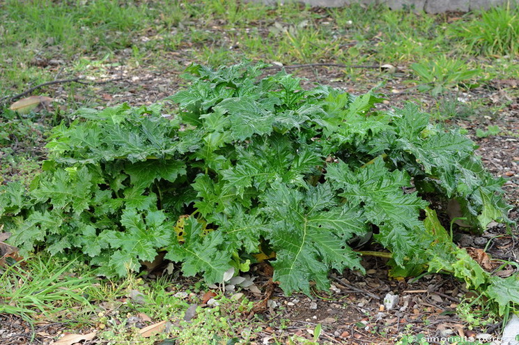 Pianta palustre